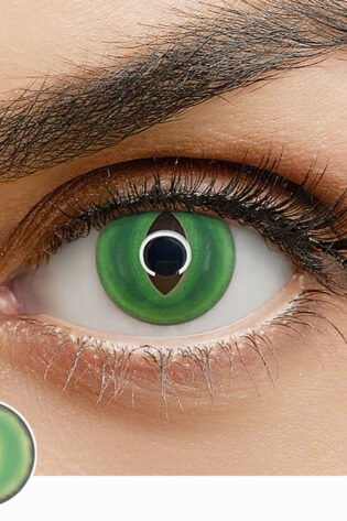 BRITISH SHORTHAIR GREEN YS5